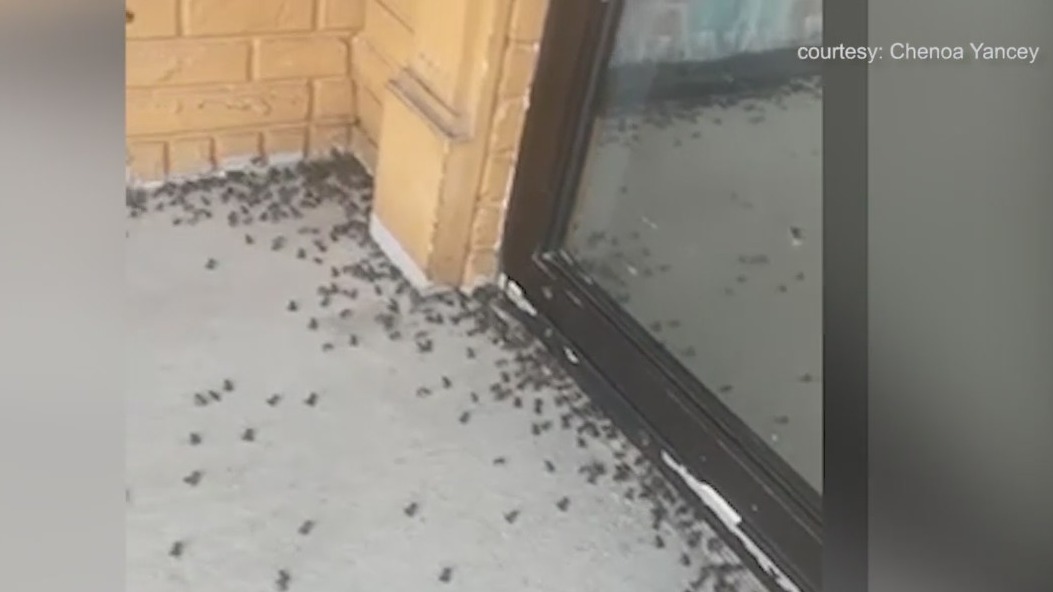 Baby frogs invade Central Florida neighborhood